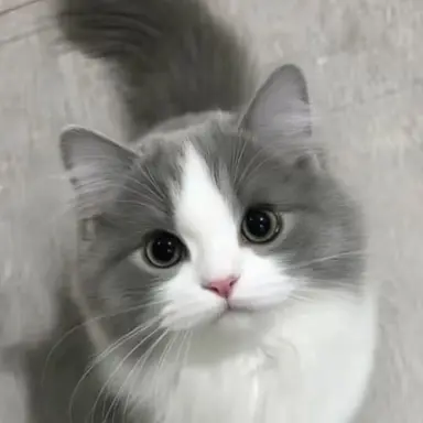 Profile image of 설인이