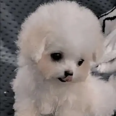 Profile image of 하양이