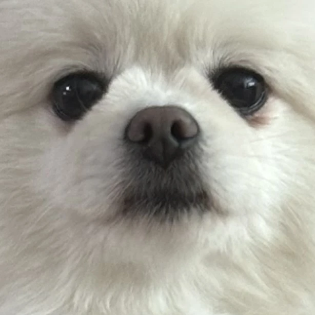 끼꼬