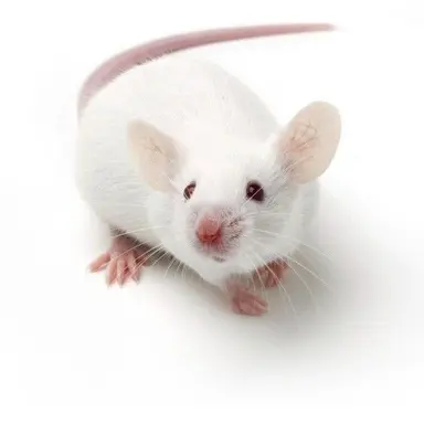 Profile image of 피터