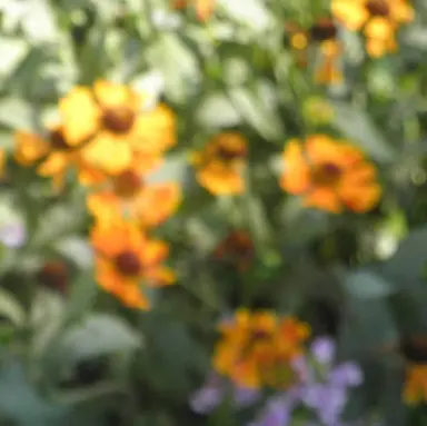 Profile image of 叶