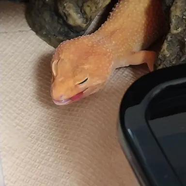 Profile image of 사슴