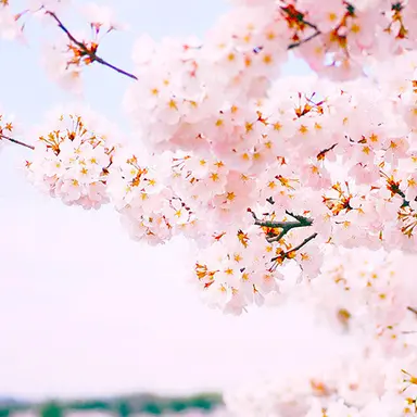 Profile image of 여우련