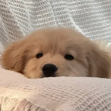 Profile image of ユノ