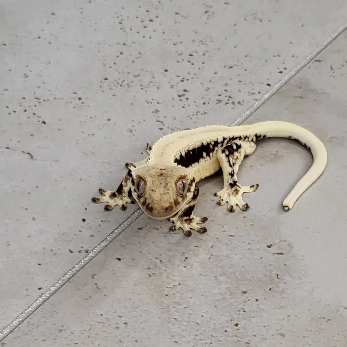 lizard_love의 귀뚜라미를 먹고 싶어하는 설탕이
