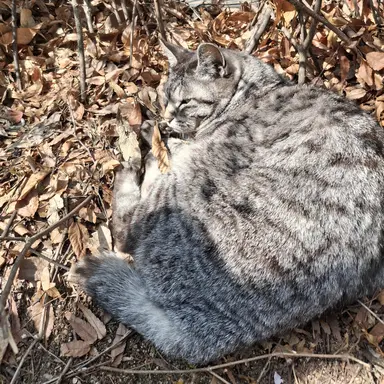 Profile image of 서남정