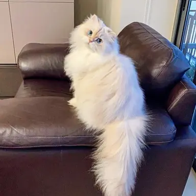 Profile image of Cookie