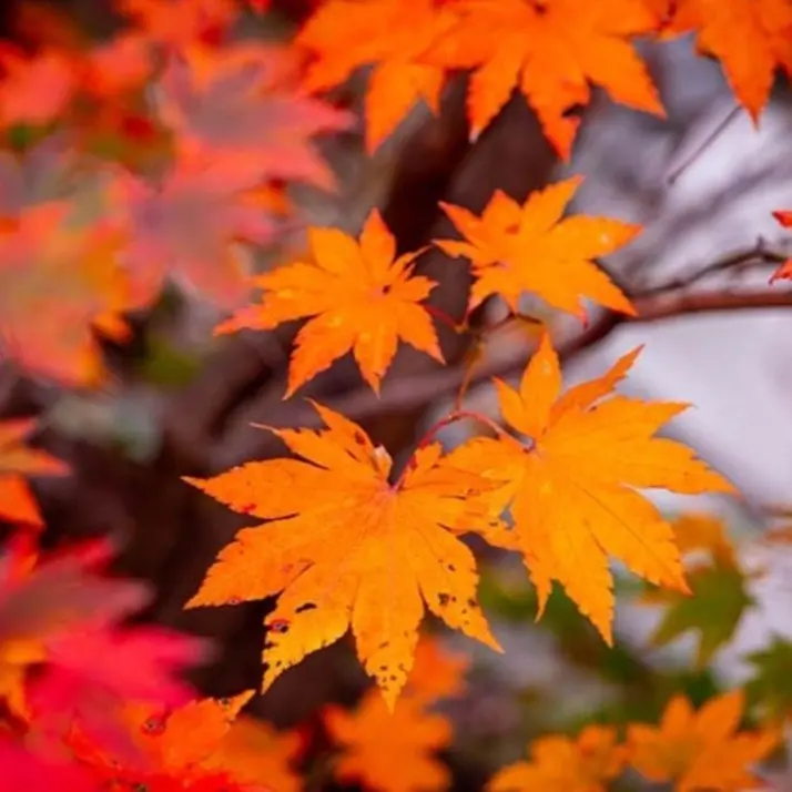 FunkyScarf1929의 공포겜