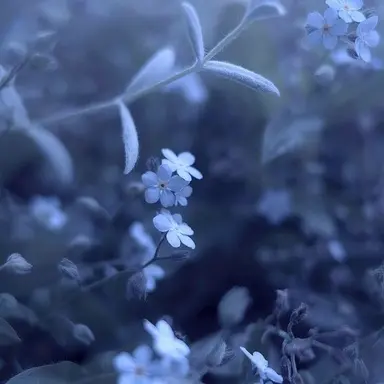 Profile image of 파이브