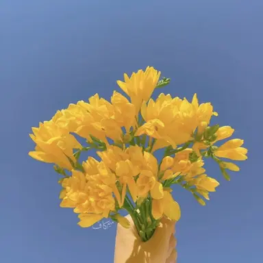 Profile image of 각별