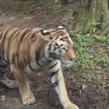 Profile image of 호랑이