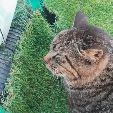 Profile image of 미아스 헤지아