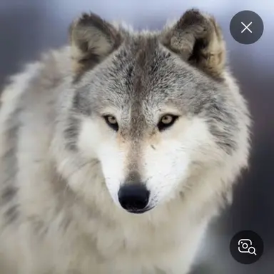 Profile image of 늑대