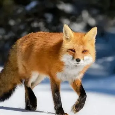 Profile image of 여우