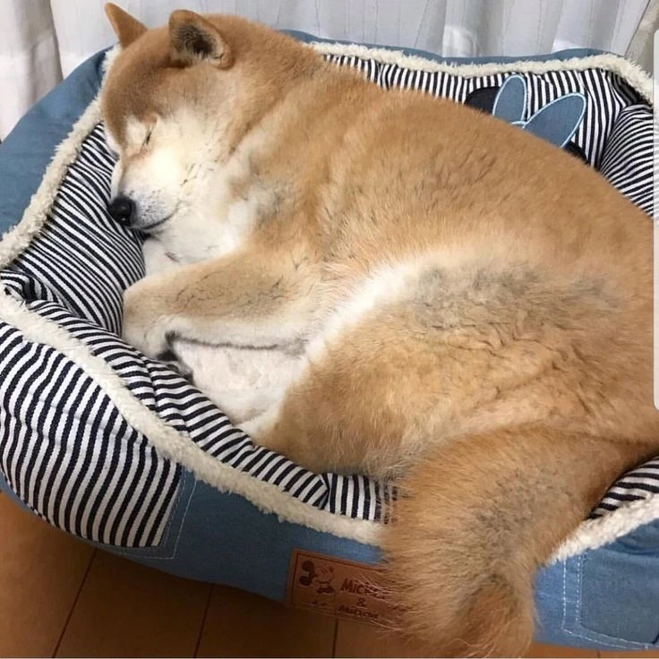 라떼
