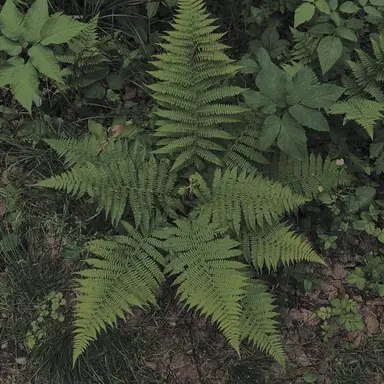Profile image of Fern
