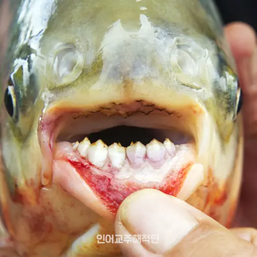 BrashPiu4973의 파쿠