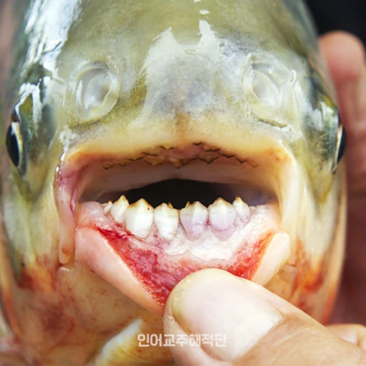 배고픈 파쿠