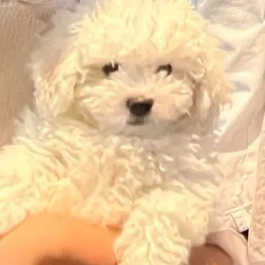 Profile image of 子犬