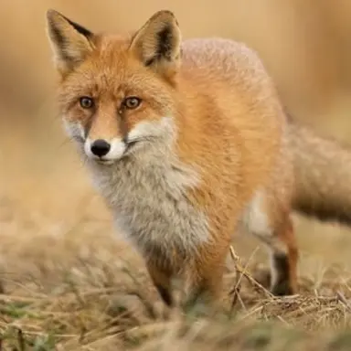 Profile image of 여우