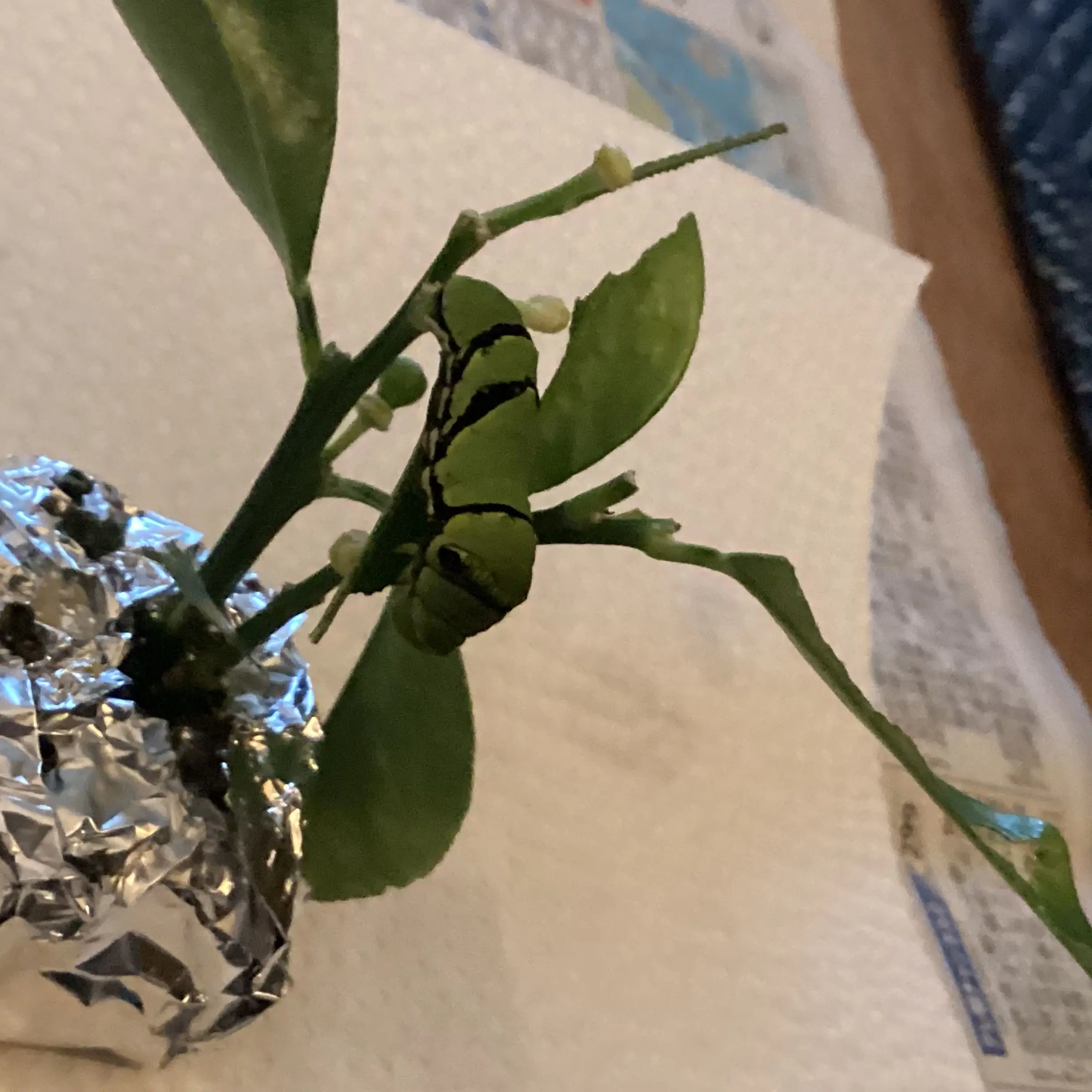 Sesuzichandesu의 きちげかいほうよう(自分用」