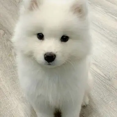 Profile image of 크림