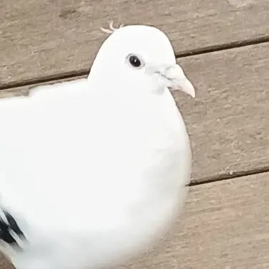 Profile image of 主