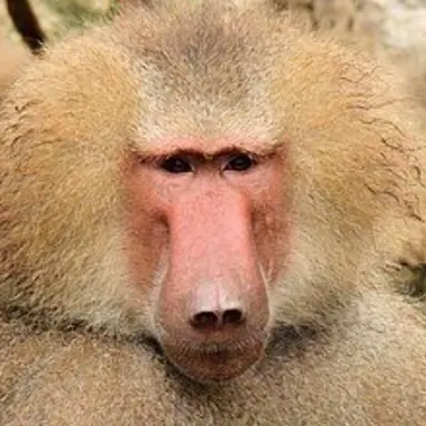 Profile image of 여우