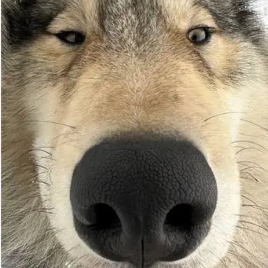 Profile image of 늑대