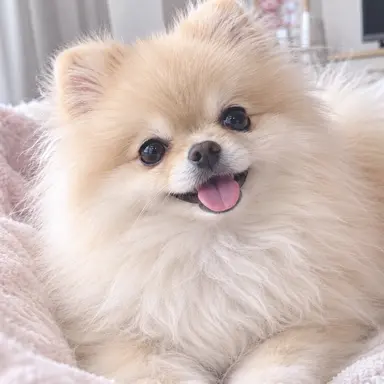 Profile image of ポメ子