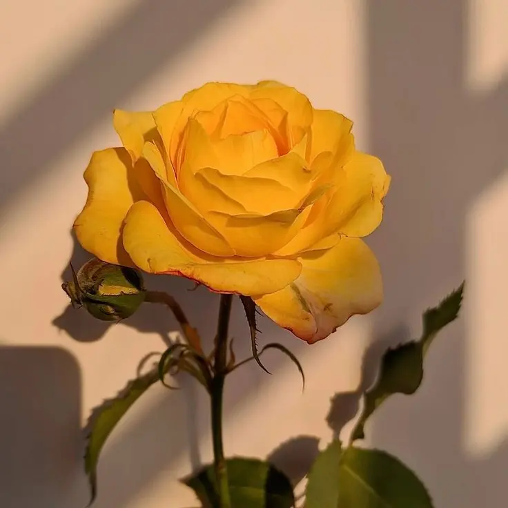 DourWeek5901의 석매튜🧡