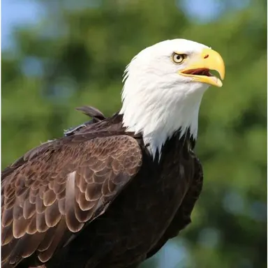 Profile image of キジ