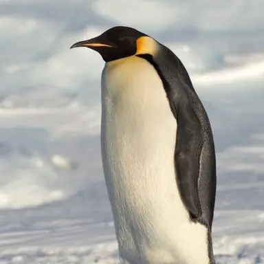 Profile image of ペンタゴン