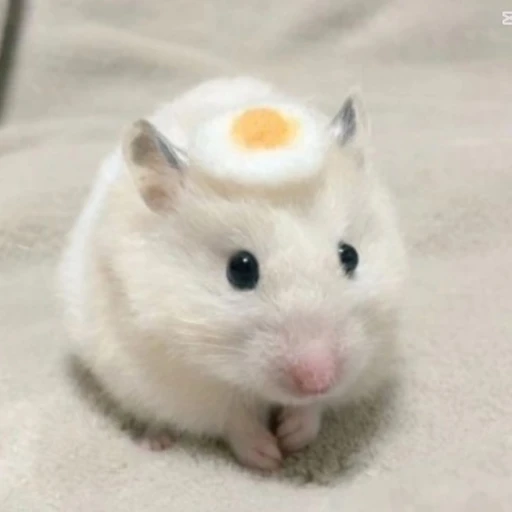 햄찌