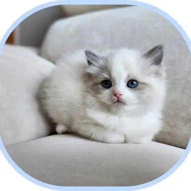 Profile image of 크림이