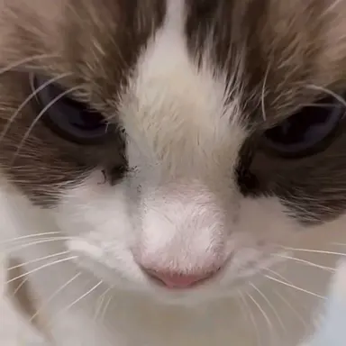 Profile image of 여우