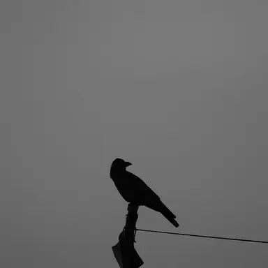 Profile image of 가브리엘