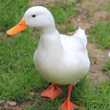 Profile image of 오리