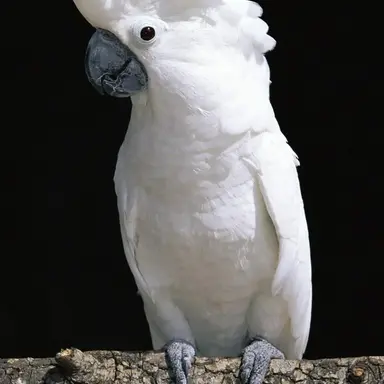 Profile image of 코카투 앵무새