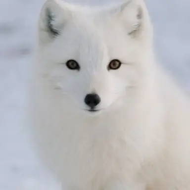 Profile image of 네루