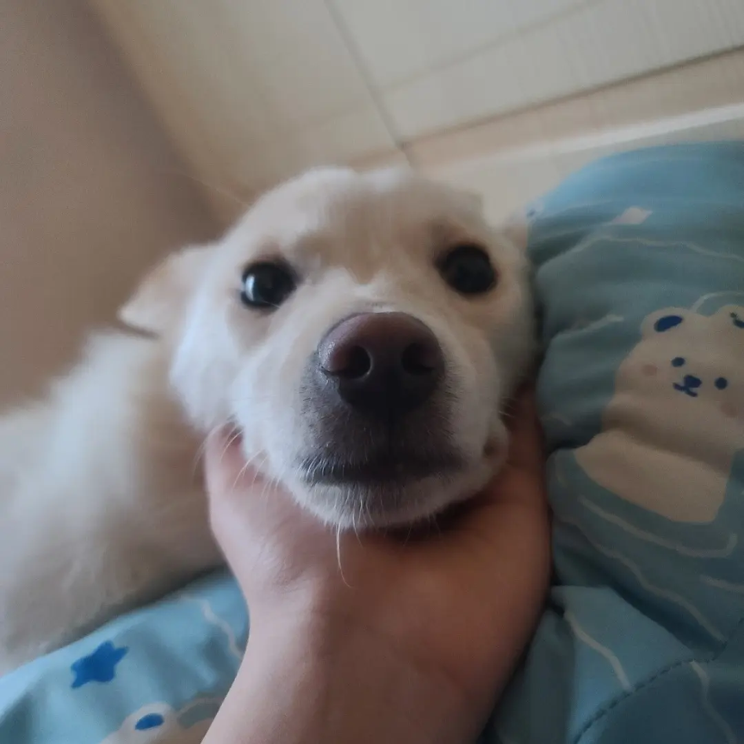 Katjjang09914의 댕댕이