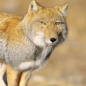 Profile image of 여우