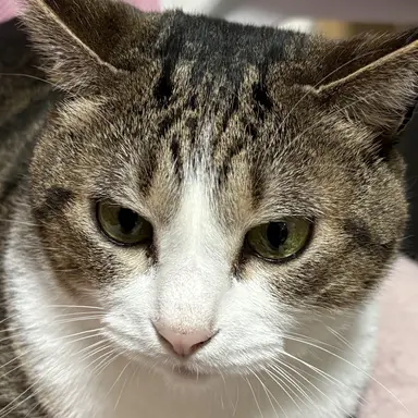 Profile image of ミア