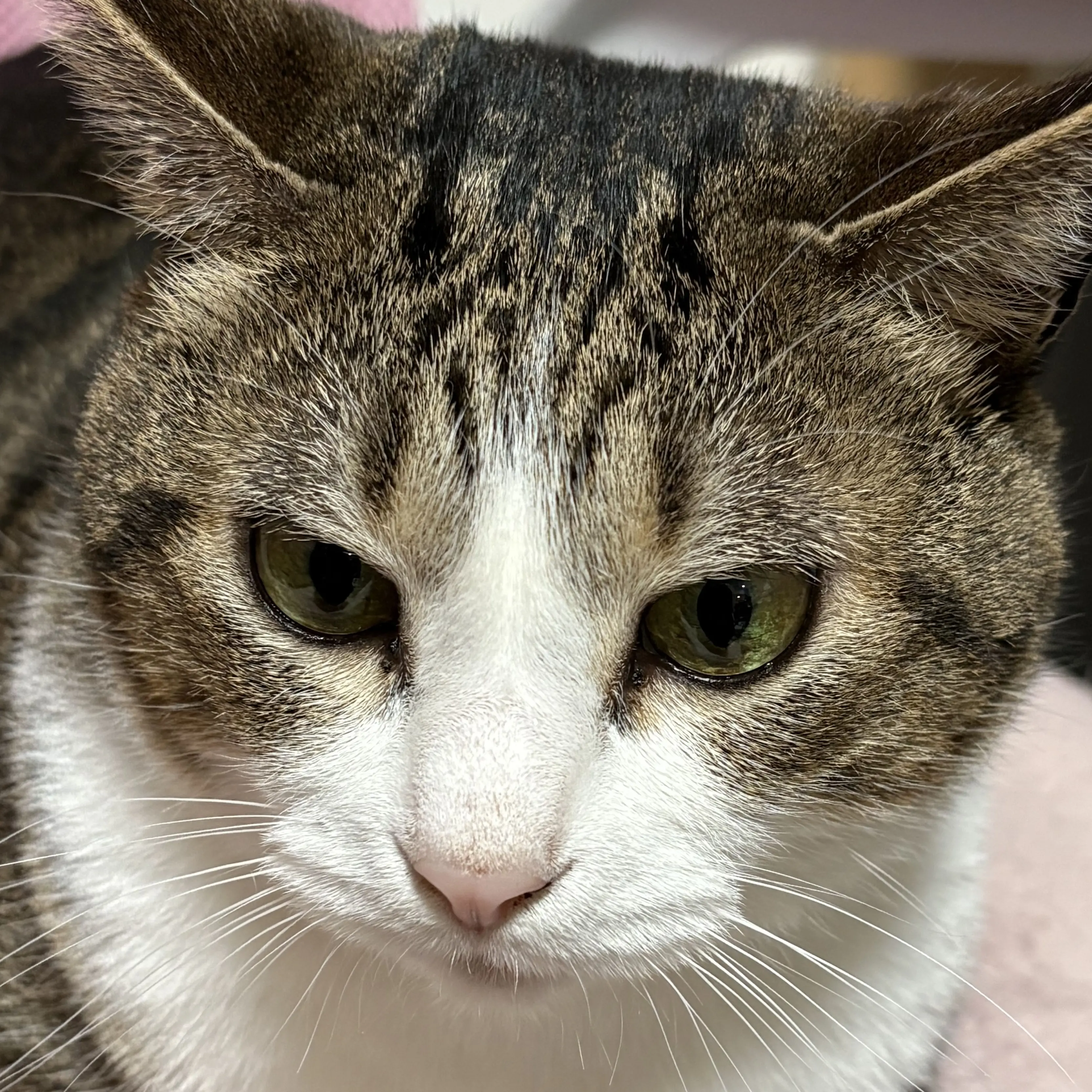 NuttyPhoto0431의 猫