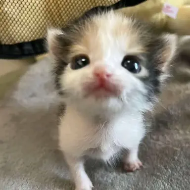Profile image of kitty