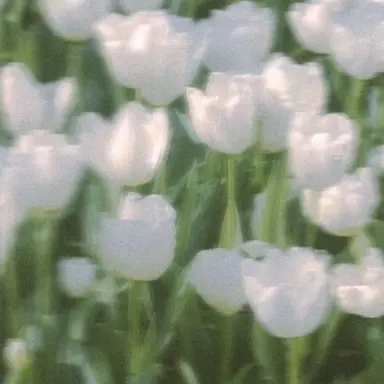 Profile image of リツ