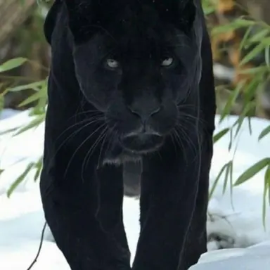 Profile image of Lac