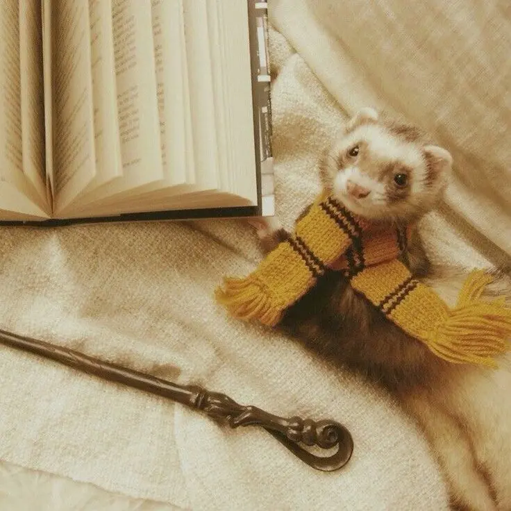 bBoGle_2의 Cedric diggory
