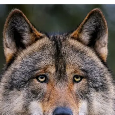 Profile image of 늑대