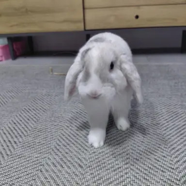 Profile image of 머리귀신